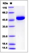SDS-PAGE - Recombinant Human Intrinsic Factor protein (His tag) (AB276557)