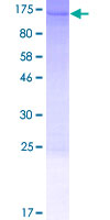 Recombinant Human INTS3 protein
