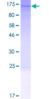 SDS-PAGE - Recombinant Human INTS3 protein (GST tag N-Terminus) (AB163923)