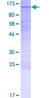 Recombinant Human INTS5 protein