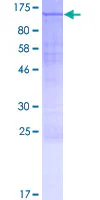 SDS-PAGE - Recombinant Human INTS5 protein (GST tag N-Terminus) (AB164292)