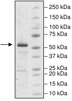 SDS-PAGE - Recombinant Human IP6K2 protein (Biotin) (His tag C-Terminus + Avi tag C-Terminus) (AB198062)