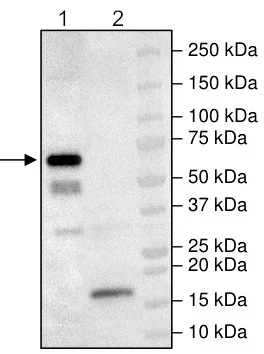 Western blot - Recombinant Human IP6K2 protein (Biotin) (His tag C-Terminus + Avi tag C-Terminus) (AB198062)