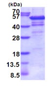 SDS-PAGE - Recombinant Human IP6K2 protein (denatured) (AB202253)