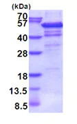 SDS-PAGE - Recombinant Human IP6K2 protein (denatured) (AB202253)