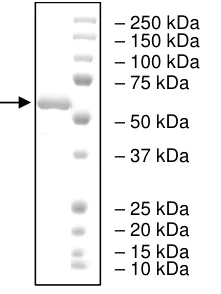 SDS-PAGE - Recombinant Human IP6K2 protein (Tagged) (AB198053)