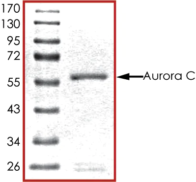 SDS-PAGE - Recombinant human IPL-1/STK13/Aurora C protein (AB63177)
