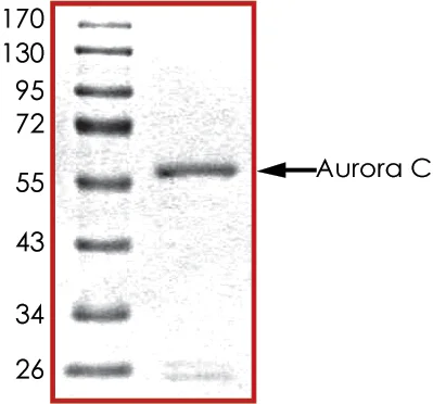 SDS-PAGE - Recombinant human IPL-1/STK13/Aurora C protein (GST tag N-Terminus) (AB63177)