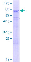 Recombinant Human IQ motif containing B1 protein
