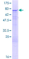 SDS-PAGE - Recombinant Human IQ motif containing B1 protein (GST tag N-Terminus) (AB160598)