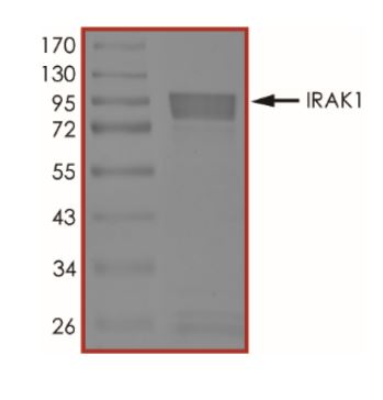 SDS-PAGE - Recombinant human IRAK-1 protein (AB268679), expandable thumbnail