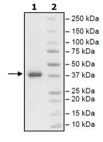 SDS-PAGE - Recombinant human IRAK-1 protein (Active) (His tag N-Terminus) (AB271553)