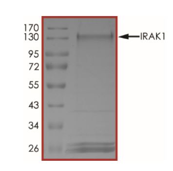 Recombinant human IRAK-1 protein (Tagged)