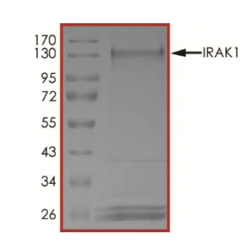 SDS-PAGE - Recombinant human IRAK-1 protein (Tagged) (AB268680)