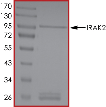 SDS-PAGE - Recombinant human IRAK2 protein (AB60859), expandable thumbnail