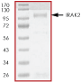 SDS-PAGE - Recombinant human IRAK2 protein (AB60859), expandable thumbnail
