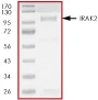 SDS-PAGE - Recombinant human IRAK2 protein (AB60859)