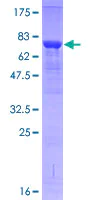 SDS-PAGE - Recombinant Human IRAK4 protein (AB153333)