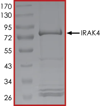 SDS-PAGE - Recombinant human IRAK4 protein (AB60860)