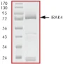 SDS-PAGE - Recombinant human IRAK4 protein (AB60860)
