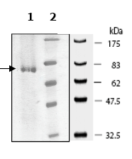 SDS-PAGE - Recombinant human IRAK4 protein (AB79739)