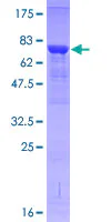 SDS-PAGE - Recombinant Human IRAK4 protein (GST tag N-Terminus) (AB153333)