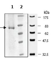 SDS-PAGE - Recombinant human IRAK4 protein (GST tag N-Terminus) (AB79739)