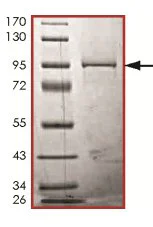 SDS-PAGE - Recombinant Human IRAKM protein (GST tag N-Terminus) (AB125546)