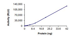 Recombinant human IRE1 (mutated R727A) protein (Active)