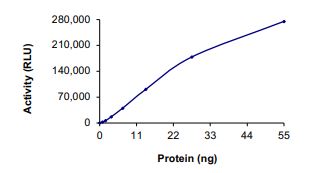 Functional Studies - Recombinant human IRE1 (mutated R728A) protein (Active) (AB268542), expandable thumbnail