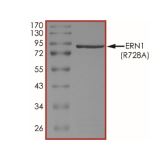 SDS-PAGE - Recombinant human IRE1 (mutated R728A) protein (Active) (AB268542), expandable thumbnail