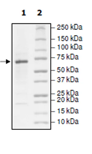 SDS-PAGE - Recombinant human IRE1 protein (Active) (His tag N-Terminus + Avi tag N-Terminus) (AB271544)