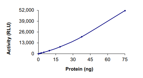 Recombinant human IRE1b protein