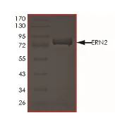 SDS-PAGE - Recombinant human IRE1b protein (GST tag N-Terminus) (AB190994)