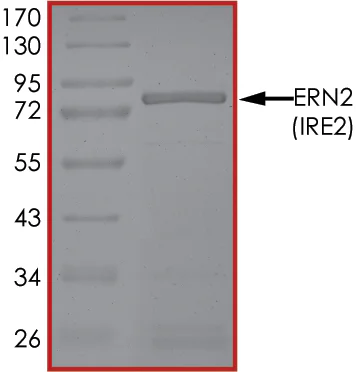 SDS-PAGE - Recombinant human IRE1b protein (GST tag N-Terminus) (AB190994)