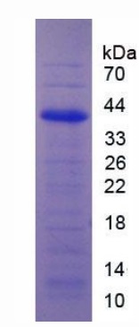 SDS-PAGE - Recombinant Human IRF1 protein (His tag) (AB275564)