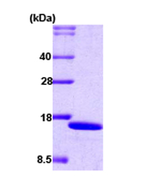 SDS-PAGE - Recombinant Human IRF2 protein (AB59954)