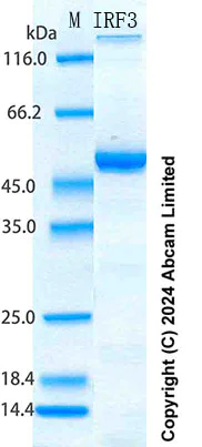 SDS-PAGE - Recombinant Human IRF3 Protein Standard (His tag) (AB316692)