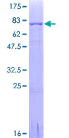SDS-PAGE - Recombinant Human IRF4 protein (GST tag N-Terminus) (AB132104)