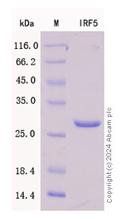 SDS-PAGE - Recombinant Human IRF5 Protein Standard (AB316403), expandable thumbnail