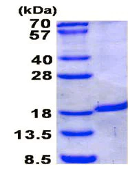 SDS-PAGE - Recombinant Human IRGM protein (denatured) (His tag N-Terminus) (AB137153)
