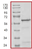 SDS-PAGE - Recombinant Human IRS1 protein (AB71377)