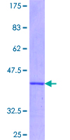 Recombinant Human IRS2 protein