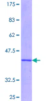 SDS-PAGE - Recombinant Human IRS2 protein (GST tag N-Terminus) (AB152902)