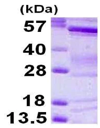 SDS-PAGE - Recombinant Human IRSp53 protein (His tag) (AB119452)