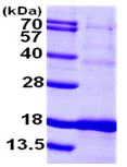 SDS-PAGE - Recombinant Human ISCU protein (His tag N-Terminus) (AB103306)