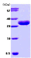 SDS-PAGE - Recombinant Human ISG15 protein (Calmodulin tag N-Terminus) (AB78929)