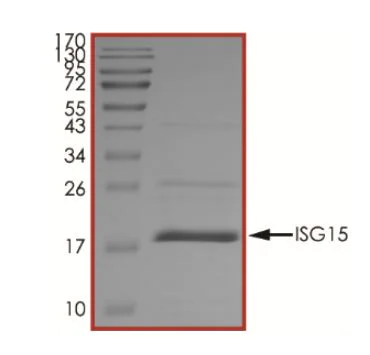 SDS-PAGE - Recombinant Human ISG15 protein (His tag) (AB268685)
