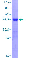 Recombinant Human ISG20 protein