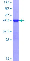 SDS-PAGE - Recombinant Human ISG20 protein (GST tag N-Terminus) (AB158771)